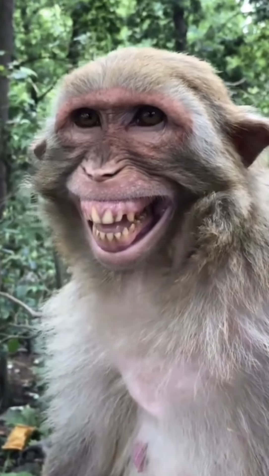  200 Funny Monkey Pictures Wallpapers