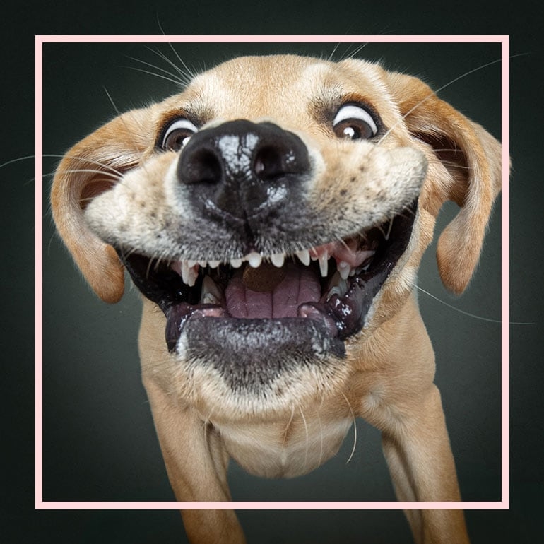 Christian Vieler Takes Viral Funny faced Dog Photos For A Living And