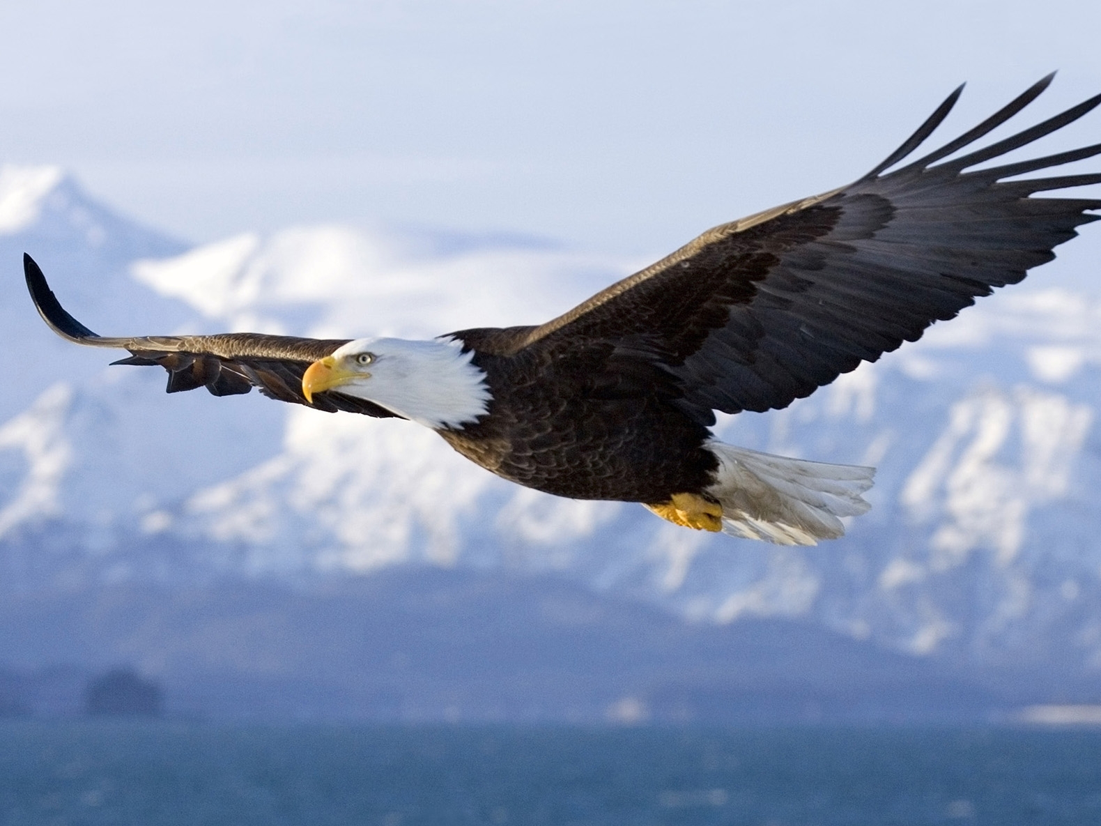 Clancy Tucker 39 s Blog 1 February 2017 FACTS ABOUT EAGLES
