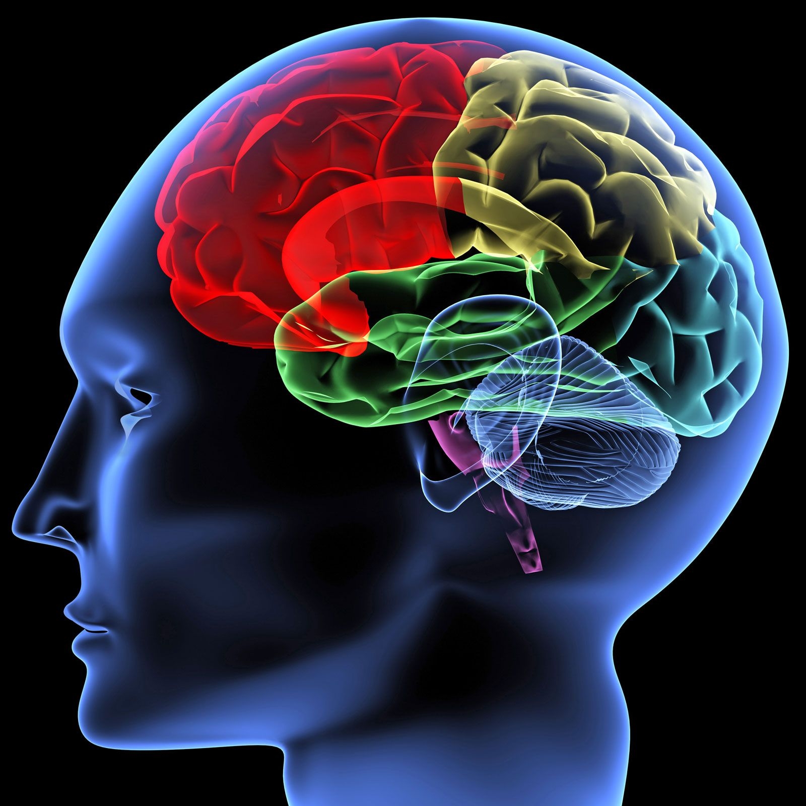 Do We Really Use Only 10 Percent Of Our Brain Britannica