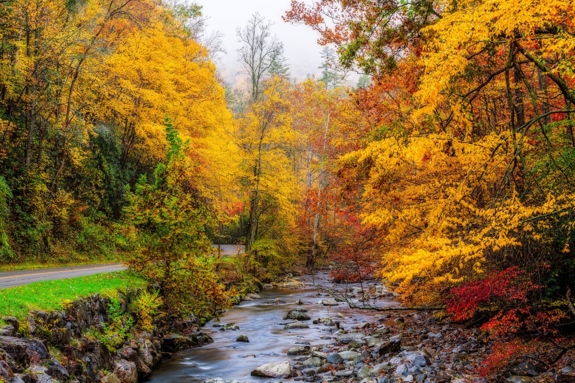 Download Stream Tree Fall Forest Man Made Road HD Wallpaper