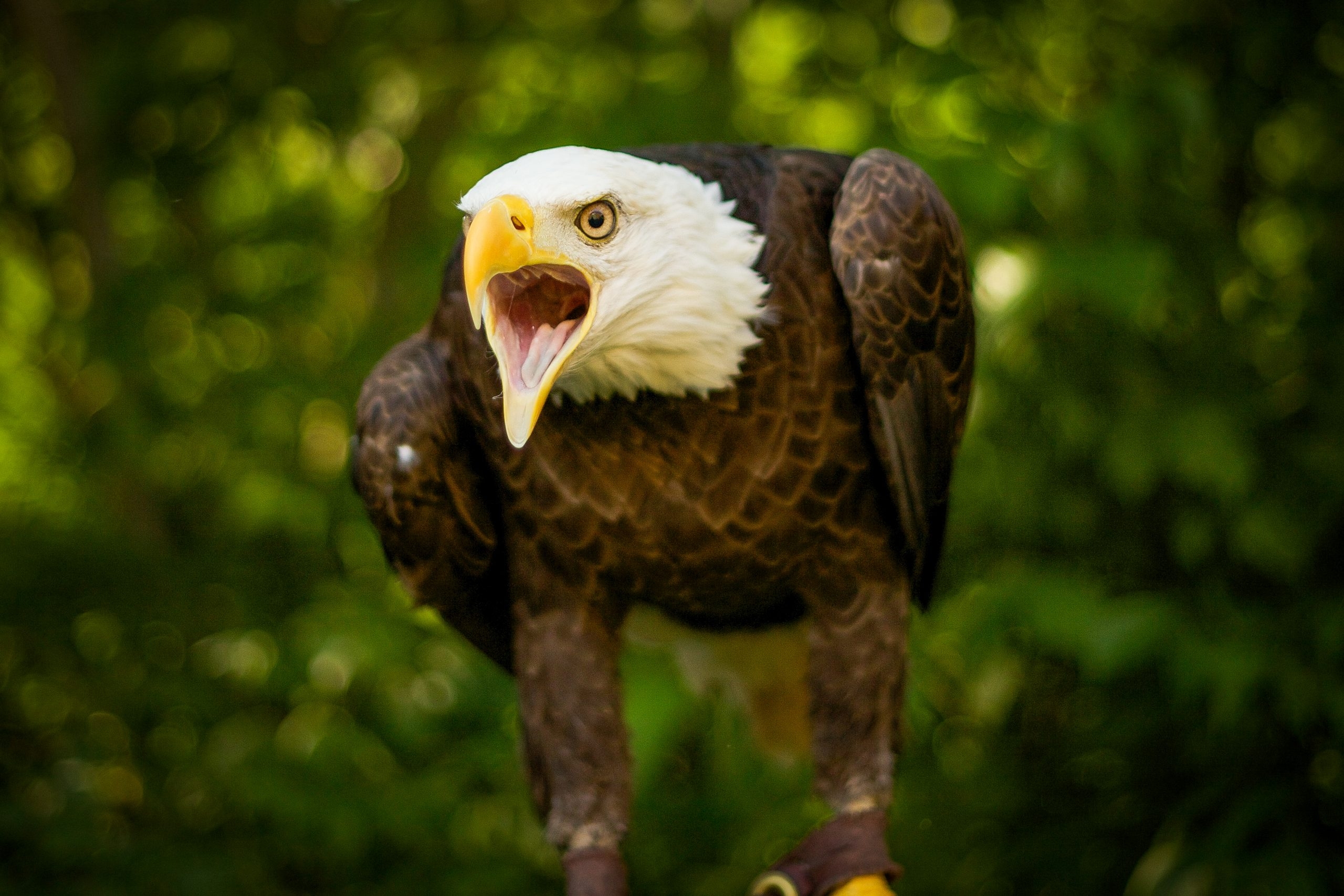 Eagles