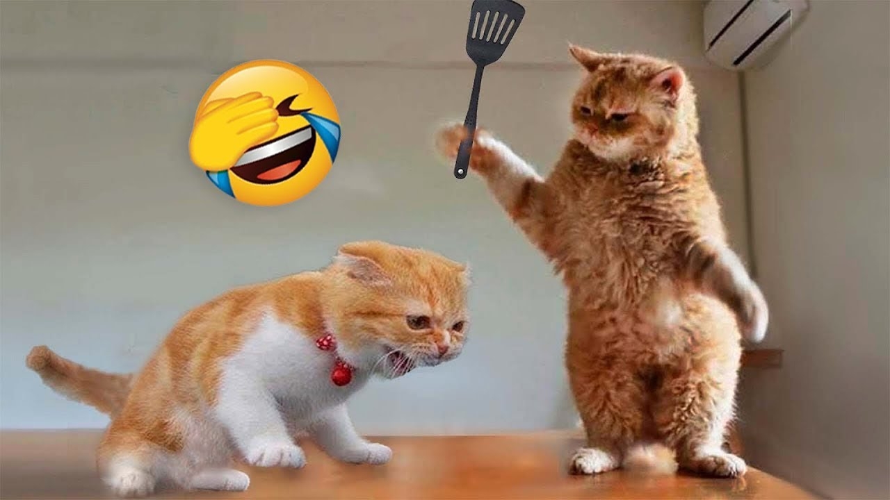 Funniest Animals 2023 Funny Cats And Dogs Funny Animal Videos