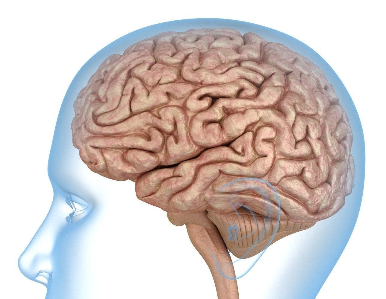 Human Brain Anatomy 3D Model 3D Model CGTrader