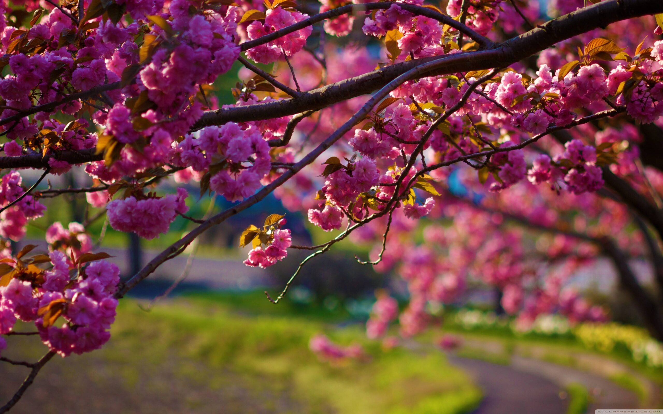 Spring Nature Wallpapers Wallpaper Cave Spring Nature Wallpapers Wallpaper Cave