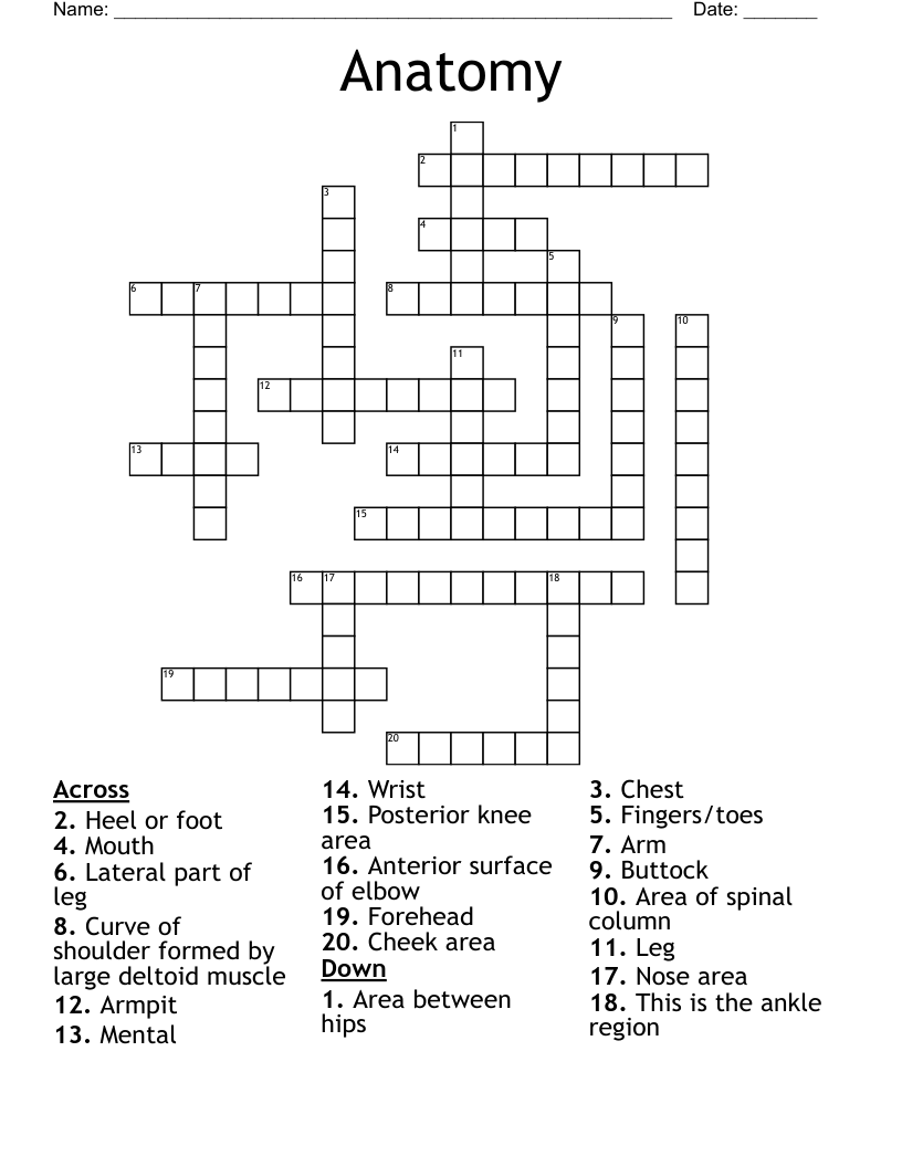 Anatomy Crossword WordMint