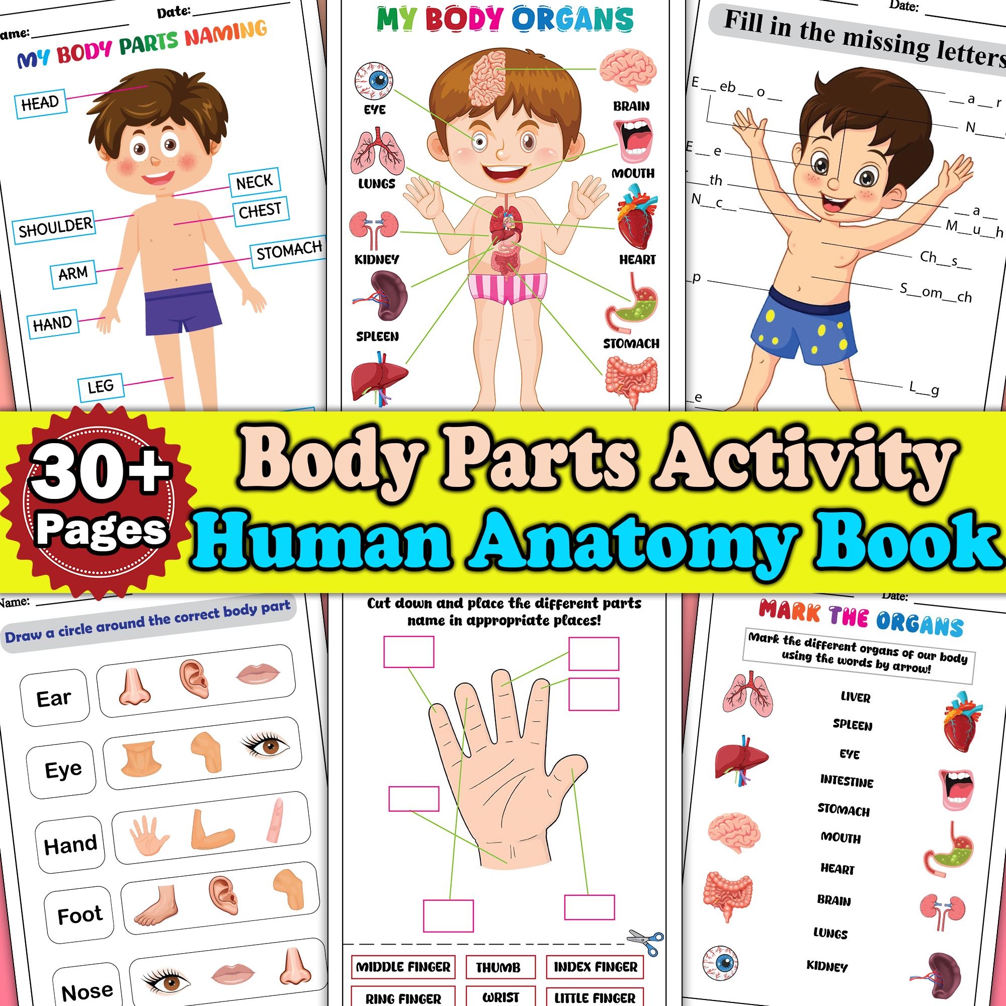 Body Parts Puzzle Etsy