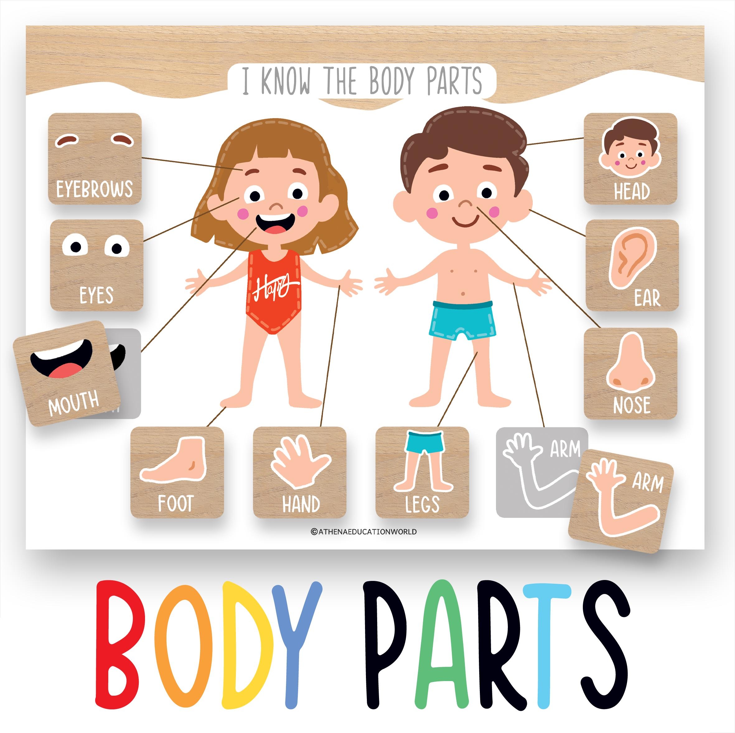 Body Parts Puzzle Etsy