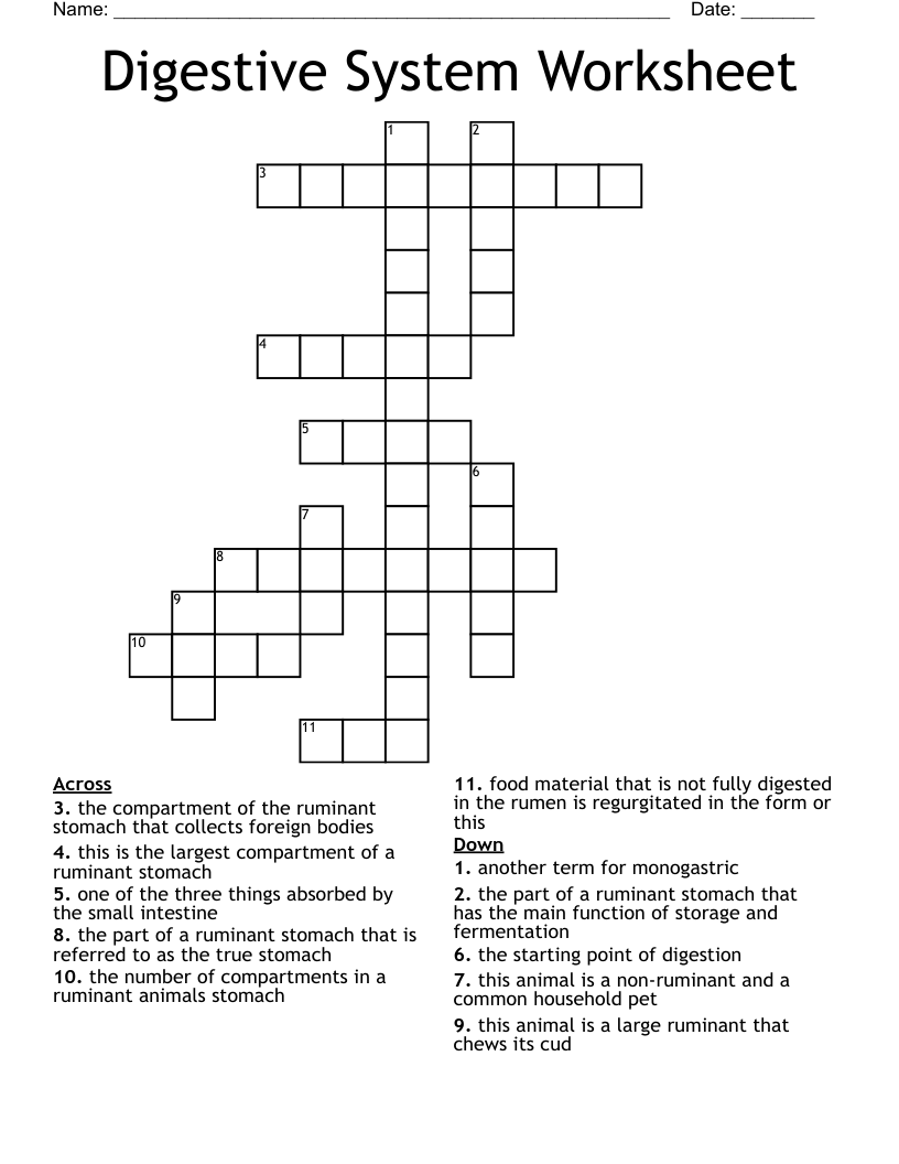 Digestive System Worksheet Crossword WordMint