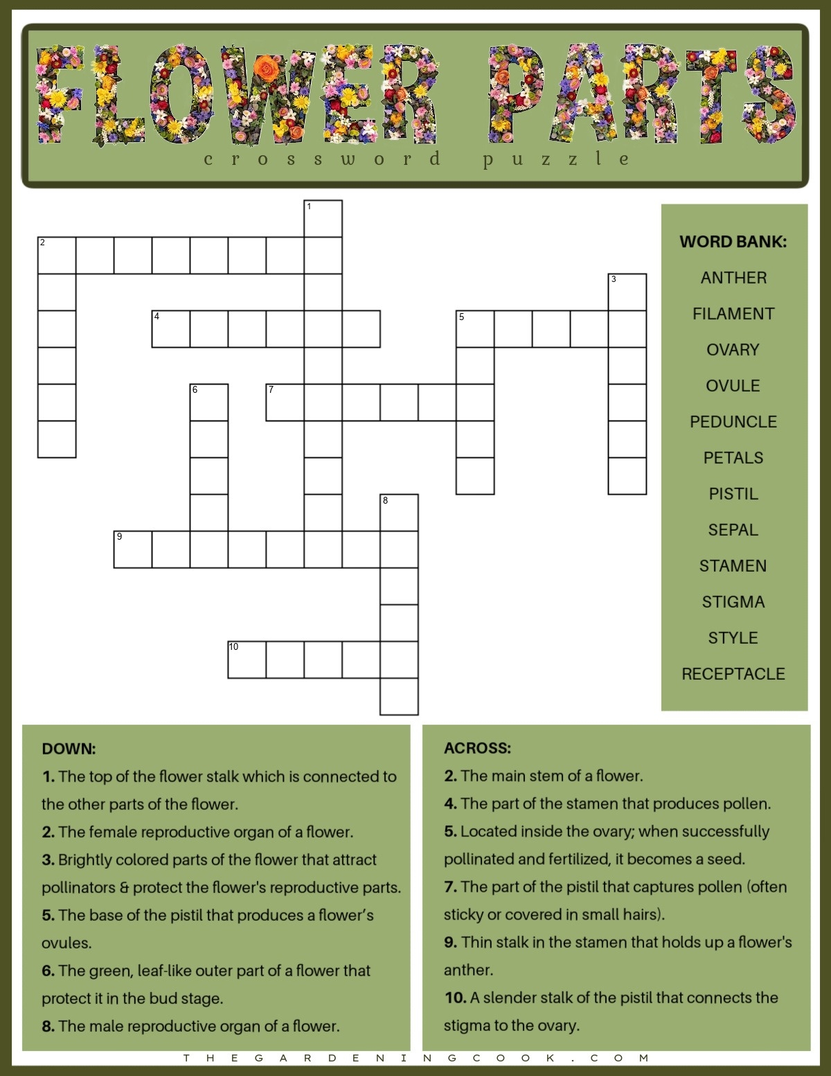 Free Printable Flower Parts Crossword Puzzle PDF JPG 