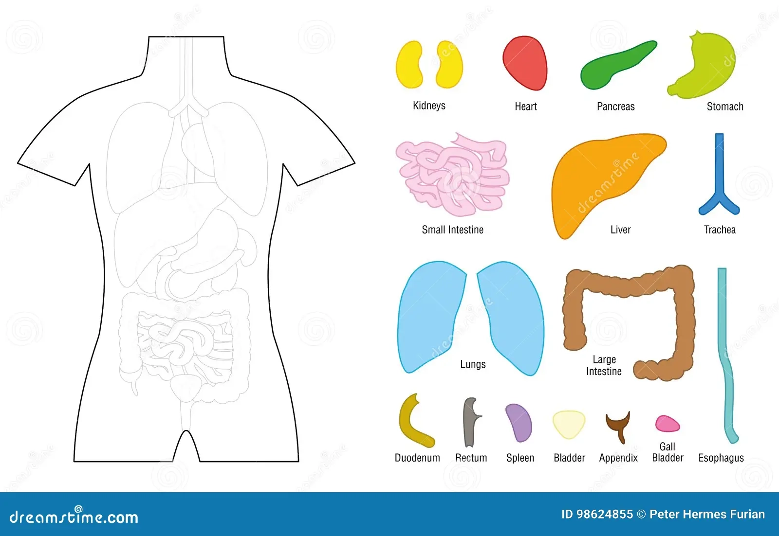 Internal Organs Puzzle Template Education Stock Vector Illustration Of Heart Drawing 98624855