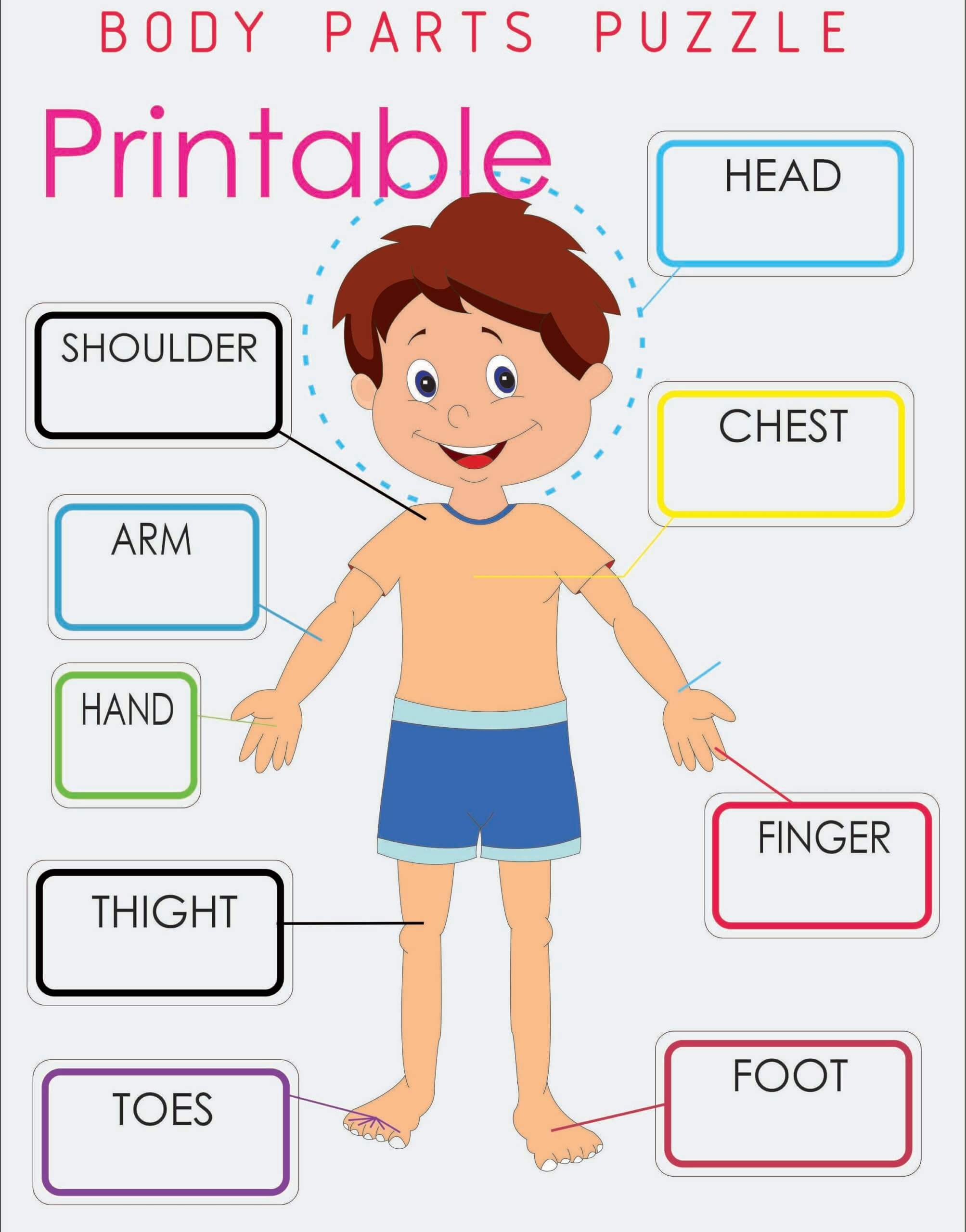 Parts Of Body Puzzle Printable Montessoriseries