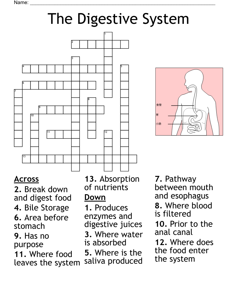 The Digestive System Matching Game Worksheet WordMint
