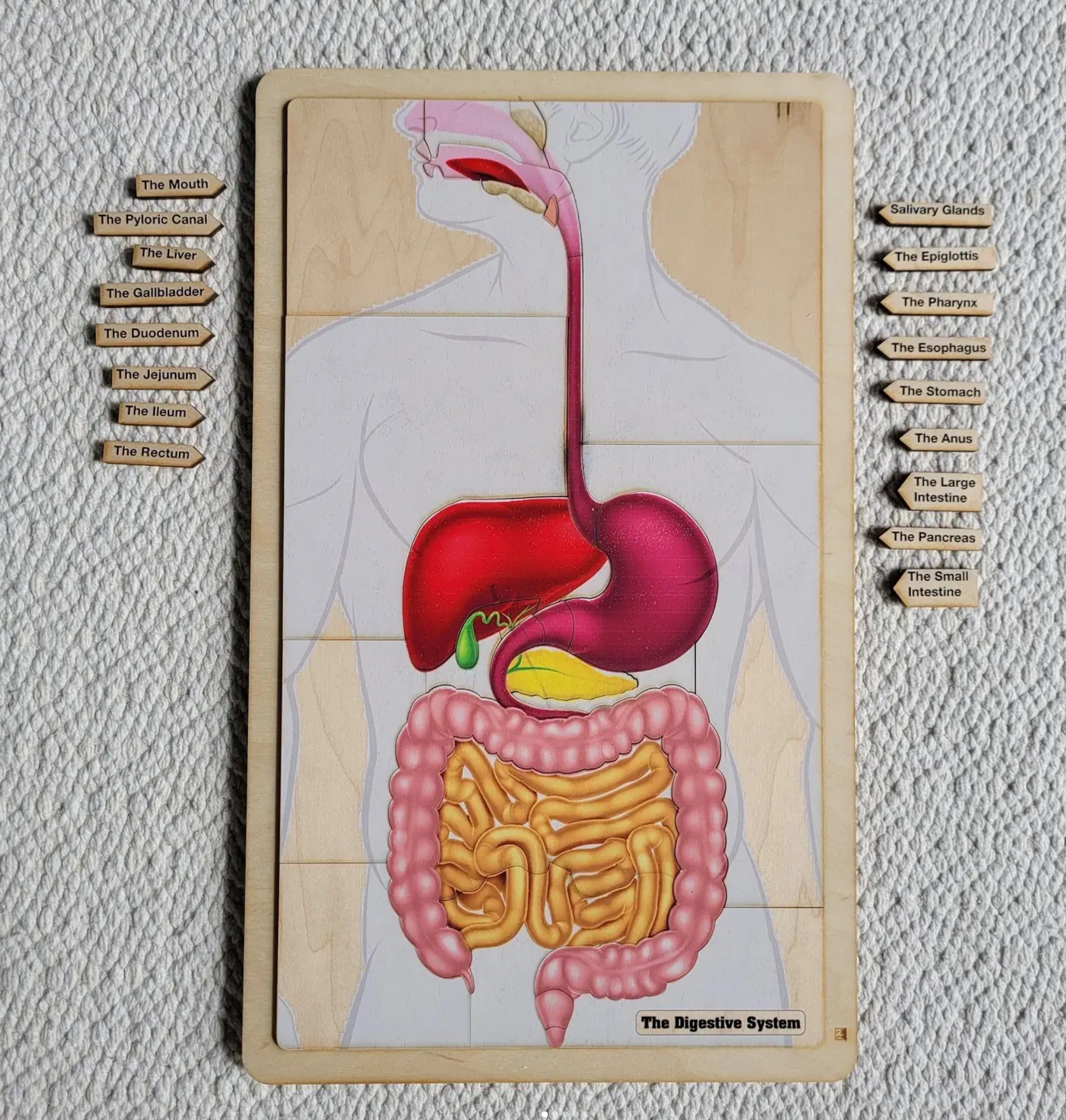 The Digestive System Puzzle Human Digestive System Montessori Human Anatomy Learning Human Body Parts Etsy