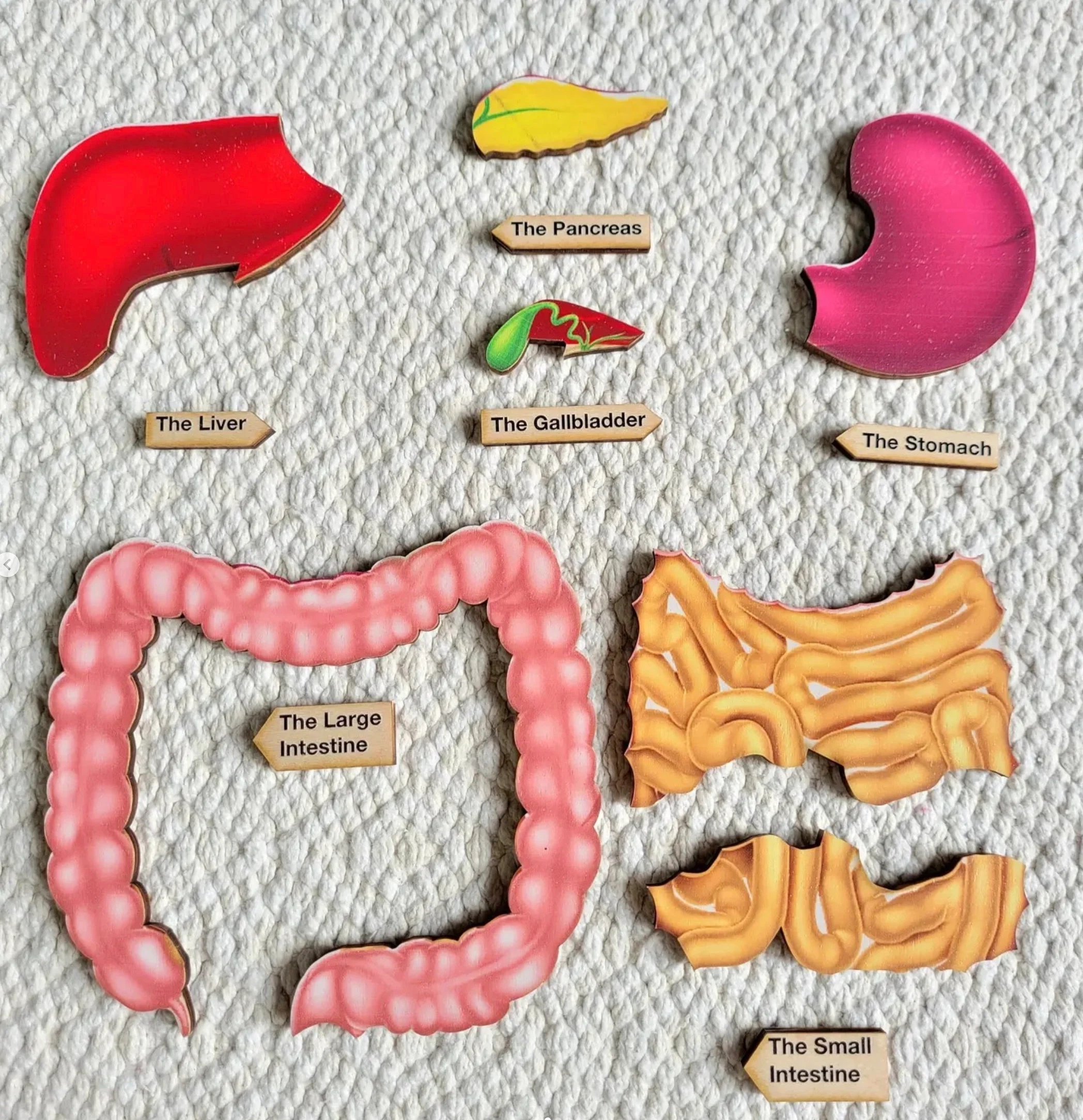 The Digestive System Puzzle Human Digestive System Montessori Human Anatomy Learning Human Body Parts Etsy